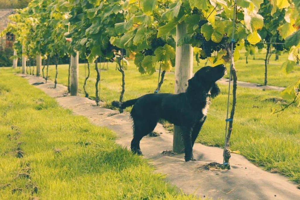 Vineyard Country Cottage Llanerch-Aeron Eksteriør billede